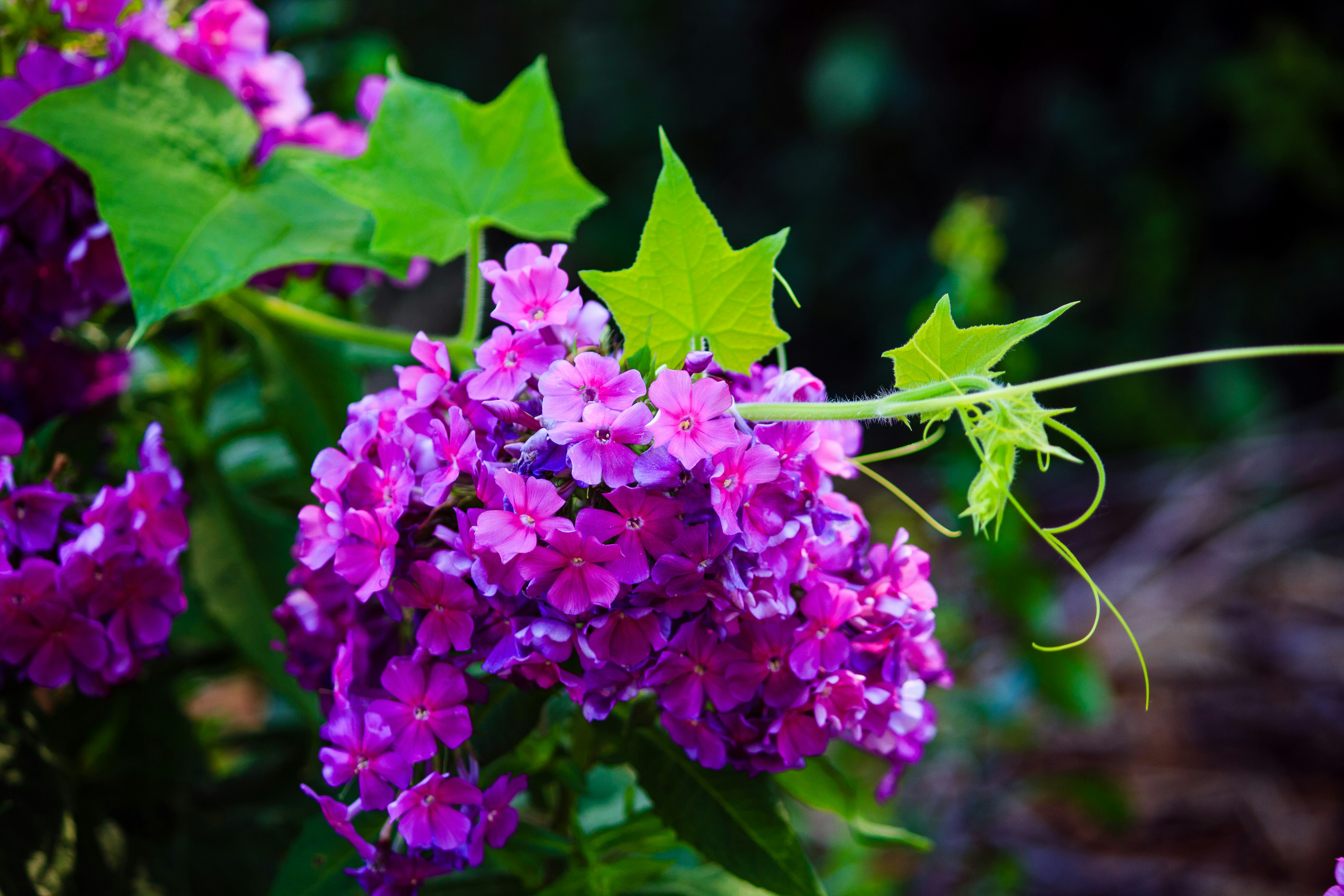 closeup photo of purple petaled flowers